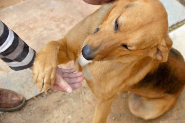 benim köpek ile eğleniyor