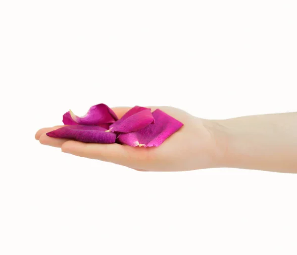 Petals rose on hand — Stock Photo, Image