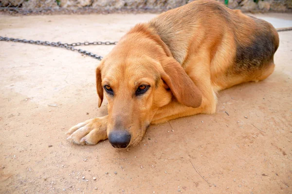 Triste perro encadenado — Foto de Stock