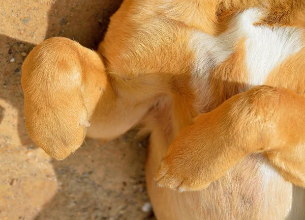 Sluit Twee Benen Van Een Hond Verdieping Een Park — Stockfoto