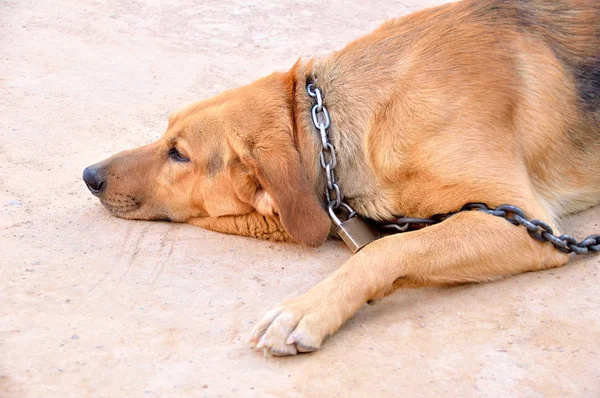 Geketende hond met hangslot — Stockfoto