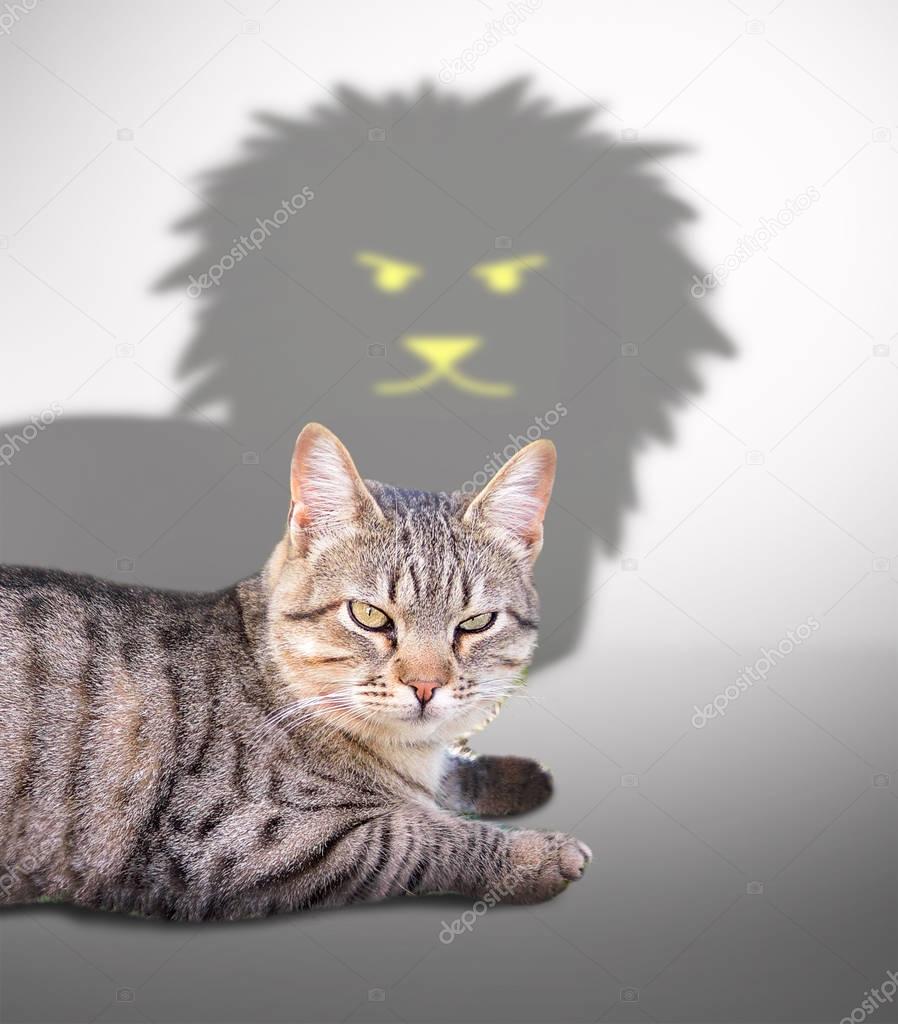 Cat with lion shadow