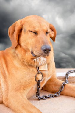 üzgün ve kızgın köpek