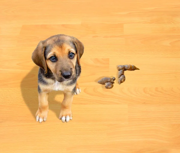 Cachorro fazendo cocô — Fotografia de Stock