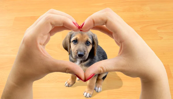 Ich liebe Hunde — Stockfoto