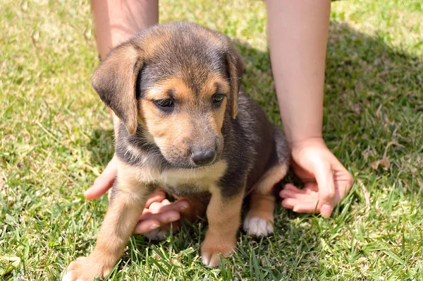 Criança e cachorro no jardim — Fotografia de Stock