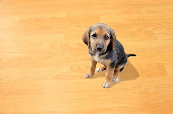 私の子犬 — ストック写真