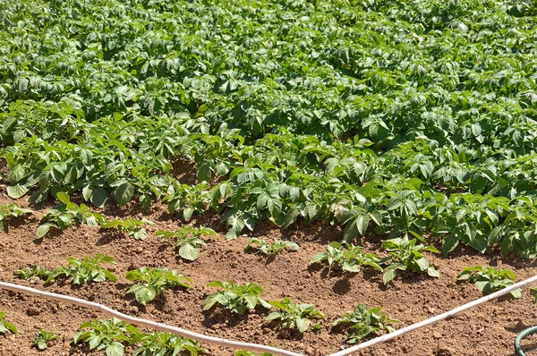 Plantera potatis på orchard — Stockfoto