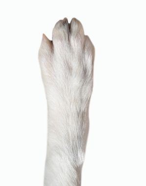 köpek pençe closeup