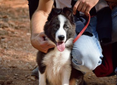 benim köpek yavrusu çok şirin