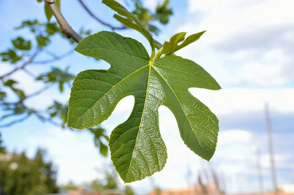 Détail Une Feuille Figuier — Photo