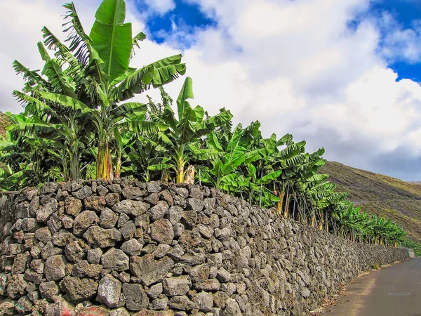 Plantación de plátanos en La Palma — Foto de Stock