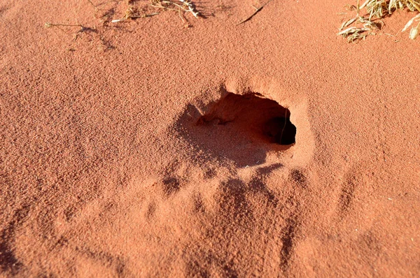 蜥蜴洞穴巢 — 图库照片