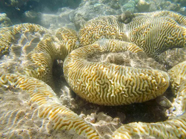 Korálový útes v červeném moři — Stock fotografie