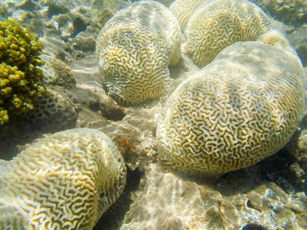 Recifes de coral em mar vermelho — Fotografia de Stock