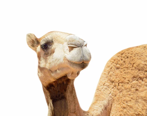 Afrikaanse kameel geïsoleerd — Stockfoto