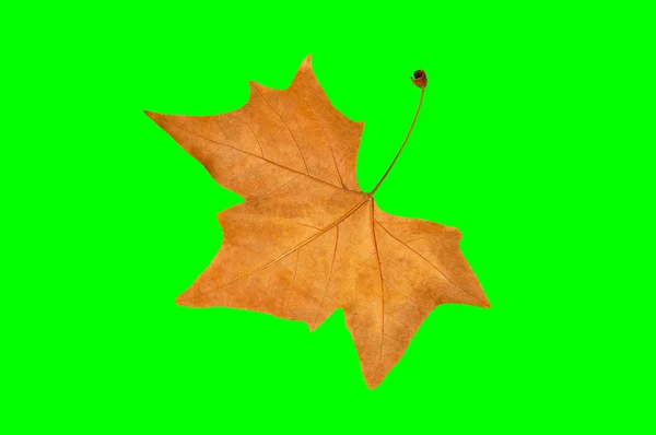 クロマキーで乾燥のカエデの葉のクローズ アップ — ストック写真