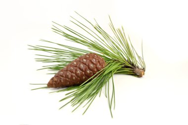 kozalaklı çam dalı 