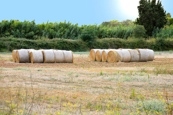 Country field in harvest