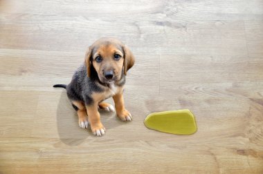Şirin köpek ıslak bölgenin yanında oturuyor.