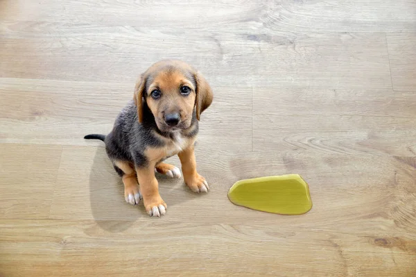 Bonito Filhote Cachorro Sentado Perto Ponto Molhado — Fotografia de Stock