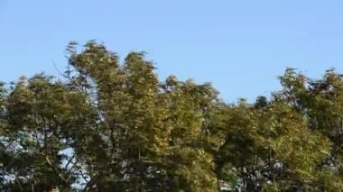 Bir şehrin ağaçlarını hareket ettiren güçlü rüzgar.
