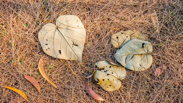 Hojas muertas de otoño en el suelo, ideales para fondos y texturas —  Fotos de Stock