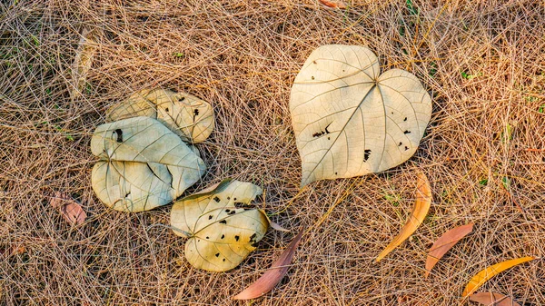 Feuilles mortes d'automne au sol, idéales pour les décors et les textures — Photo