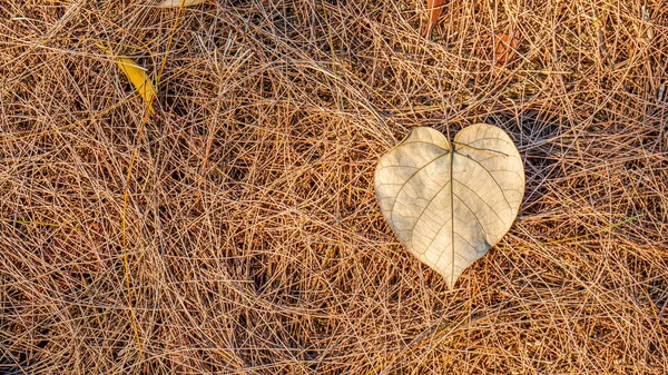 Foglie morte autunnali a terra, ideali per sfondi e texture — Foto Stock