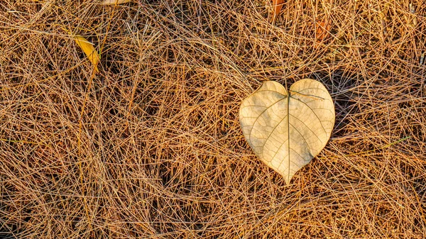 Herbstabgestorbenes Laub am Boden, ideal für Hintergründe und Texturen — Stockfoto