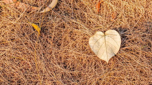 Foglie morte autunnali a terra, ideali per sfondi e texture — Foto Stock