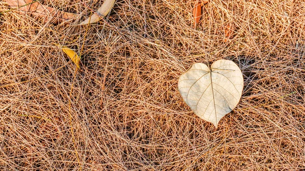Feuilles mortes d'automne au sol, idéales pour les décors et les textures — Photo