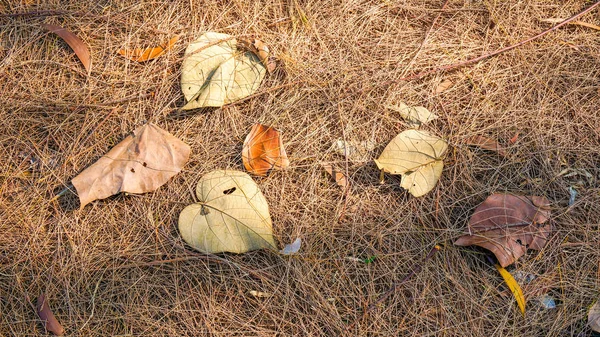 Hojas muertas de otoño en el suelo, ideales para fondos y texturas — Foto de Stock