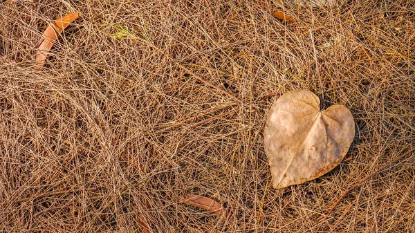 Осіннє мертве листя на землі, ідеально підходить для фонів і текстур — стокове фото