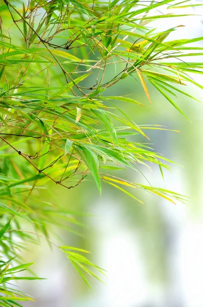Абстрактний весняно-зелений фон з бамбуковим листям — стокове фото