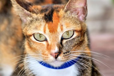 Kedi portre görüntüleri