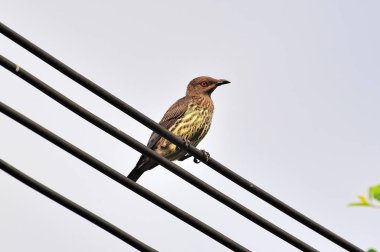 Tel tel kablo (Turdus burnu üzerinde ardıç kuşu)