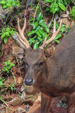 Kupa Whitetail Buck geyik geyik