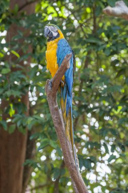 Papağan kuşu tünekte oturuyor.