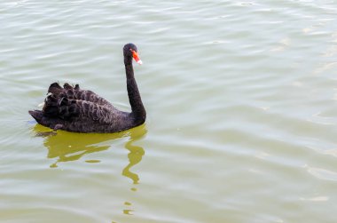 su kırmızı bill Siyah Kuğu