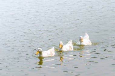 Beyaz ördek gölde yüzüyor.