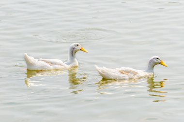 Beyaz ördek gölde yüzüyor.