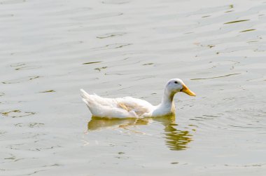 Beyaz ördek gölde yüzüyor.