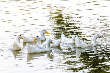 Beyaz ördek gölde yüzüyor.