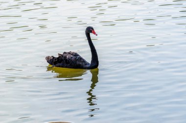 su kırmızı bill Siyah Kuğu