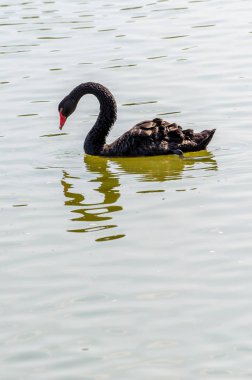 su kırmızı bill Siyah Kuğu