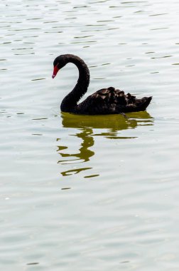 su kırmızı bill Siyah Kuğu