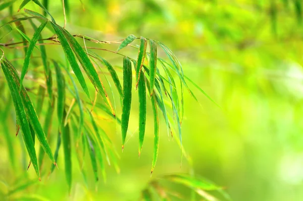 Fondo verde primavera abstracto con hojas de bambú —  Fotos de Stock
