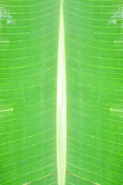 muz yaprağı arka plan