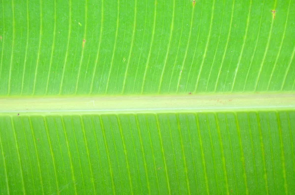 바나나 잎의 배경 — 스톡 사진